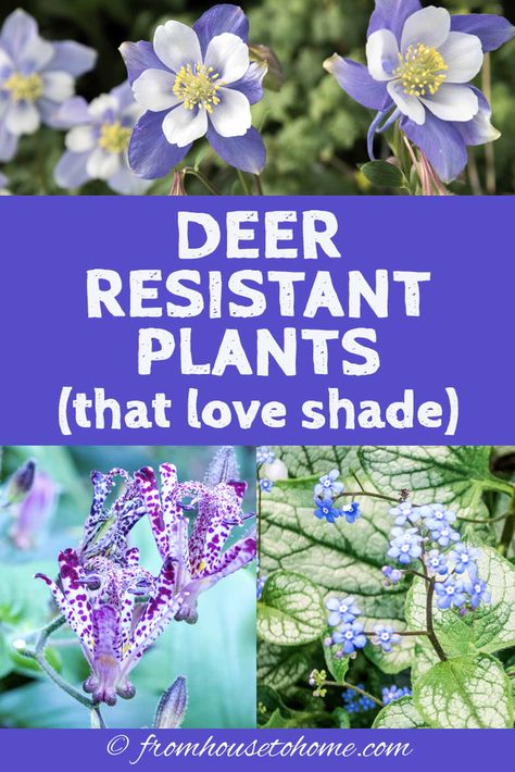 15 Beautiful Deer Resistant Shade Plants To Grow In Your Garden - Gardening @ From House To Home Deer Resistant Shade Garden, Deer Resistant Shade Plants, Deer Resistant Landscaping, Plants That Love Shade, Deer Resistant Shrubs, Small Evergreen Shrubs, Shade Loving Shrubs, Deer Resistant Flowers, Evergreen Bush