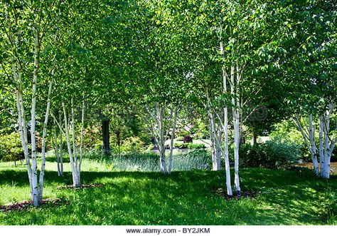 A small shady copse of silver birch trees in an English country Stock  Photo, Royalty Free Image: 33864648 - Alamy Birch Trees Garden, Best Trees For Privacy, Small Back Gardens, Birch Trees Landscaping, Woodland Plants, English Country Garden, Specimen Trees, English Country Gardens, Plant A Tree