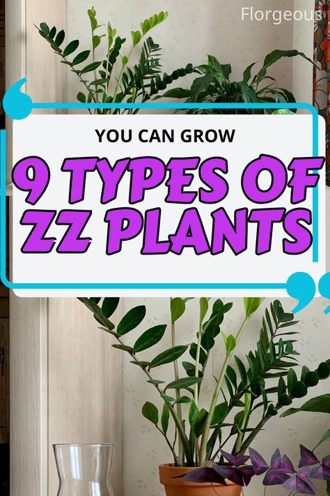 ZZ Plants Varieties Zz Plant Care, Zz Plants, Zamioculcas Zamiifolia, Plant Care Guide, Plant Varieties, Zz Plant, Plant Care, How Can, Plants