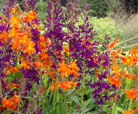 Hot colours Hot Color Garden, Hot Border Planting, Hot Garden, Blue Lobelia, Market Garden, Border Plants, Side Garden, Have Inspiration, Front House Landscaping