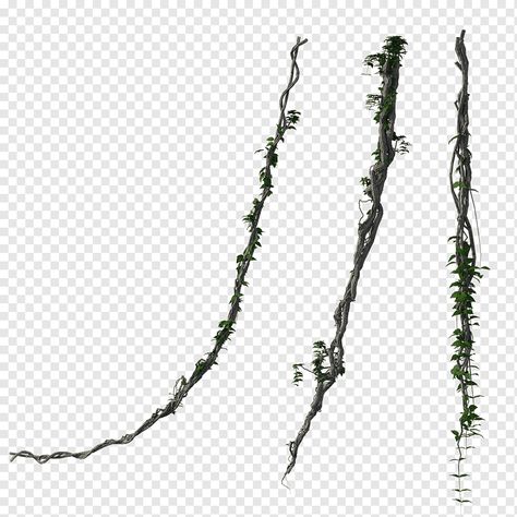 Amazon Rainforest Plants, Wooden Forest, Palm Tree Png, Rainforest Trees, Grape Plant, Rainforest Plants, Jungle Tree, Jungle Life, Jungle Illustration