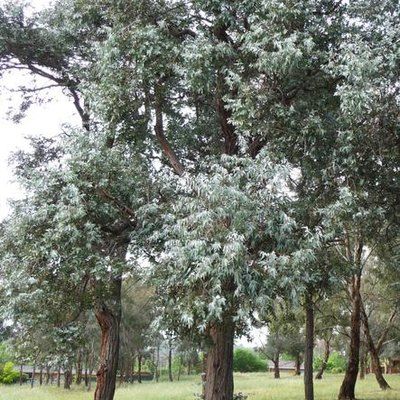 Growing Eucalyptus, Grow Eucalyptus, Eucalyptus Cinerea, Insect Activities, Australian Trees, Eucalyptus Trees, Florida Weather, Eucalyptus Tree, Lawn Equipment