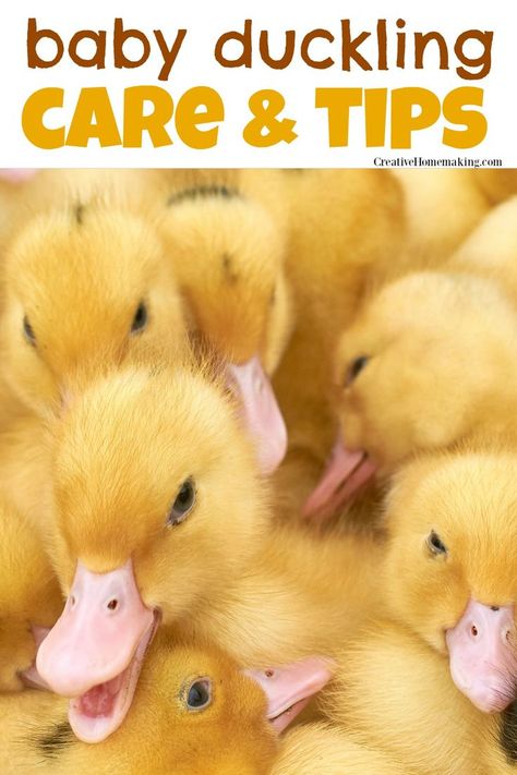 Baby duckling care and tips. The best DIY tips for raising baby ducks, including a supply list of everything you need to get started! #ducks #ducklings #homesteading #creativehomemaking Ducks Coop, Duckling Care, Duck Care, Duck Coop, Raising Ducks, Cute Ducklings, Duck Gifts, Duck House, Dairy Goats