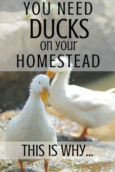 Here are my top 9 reasons that you need ducks on your homestead. They are great companion around the house and always entertaining to watch. They are simple to care for and the rewards are great! Mini Farm Layout Home Plans, Cute Duck House Ideas, Farm Gardens Country, Duck House Ideas Backyards, Small Homestead Layout, Simple Homesteading, 1 Acre Homestead Layout, Yard Chickens, Chickens And Ducks