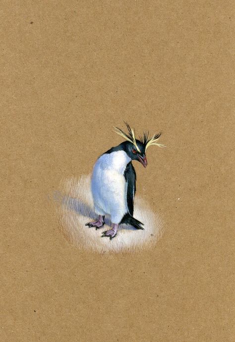 Rockhopper Penguin Drawing, Dina Brodsky, Penguin Watercolor, Realistic Animal Drawings, Rockhopper Penguin, Penguin Drawing, Animal Watercolor, Penguin Art, Science Illustration