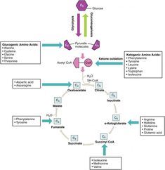 Protein Metabolism | Anatomy and Physiology II Metabolism Biochemistry, Biochemistry Notes, Acetyl Coa, Scope And Sequence, Protein Metabolism, Gastric Juice, Allied Health, Gene Therapy, Medical School Studying