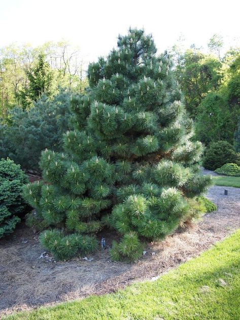 It's easy to learn how to grow Austrian pine. This versatile and stately tree does well in a variety of conditions. Austrian Pine Tree, Evergreen Landscaping, Austrian Pine, Trees For Front Yard, Growing Trees, Zone 7, Gardening Zones, Black Pine, Backyard Plants