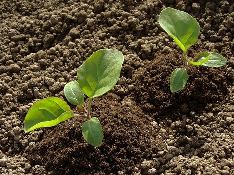 Eggplant Growing - Harvest to Table Plantarea Legumelor, Eggplant Seeds, Seed Starting, Caicos Islands, Garden Seeds, Live Plants, Turks And Caicos Islands, Rhode Island, Bitter