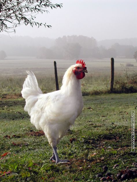 Poulet de Bresse - The beautiful white chickens from Bresse in Burgundy, France. Fell Pony, Best Egg Laying Chickens, Egg Laying Chickens, Beautiful Chickens, Laying Hens, Egg Laying, Chickens And Roosters, Chicken Art, White Chicken