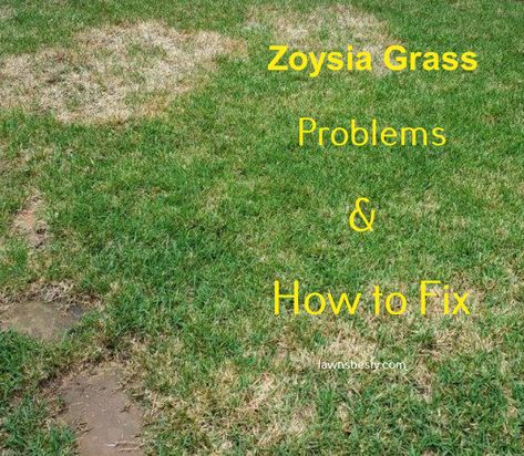 St Augustine Grass Care, Centipede Grass, St Augustine Grass, Lawn Problems, Grass Alternative, Zoysia Grass, Bermuda Grass, Lush Lawn, Lawn Maintenance