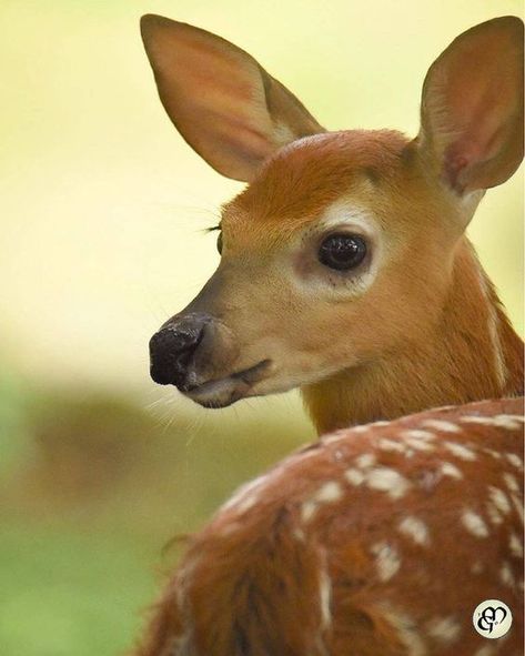 Deer Facing Forward, Deer Photography Forests, Dear Reference, Animal Reference Photos For Drawing, Deer Side Profile, Deer Reference Photo, Reference Photos Animals, Fawn Drawing, Animal Reference Photos