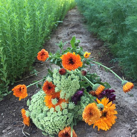 Soil Blocks, Plant Business, Roadside Stand, Peony Farm, Easiest Flowers To Grow, Farmers Market Flowers, Garden Business, Growing Cut Flowers, Flea Beetles