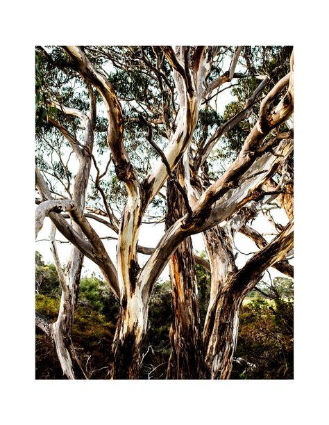 Escape To Southern Ocean Lodge, Kangaroo Island Kara Rosenlund, Australia Landscape, Australian Photography, Australian Trees, Australian Summer, Eucalyptus Trees, Australia Country, Kangaroo Island, Australian Bush