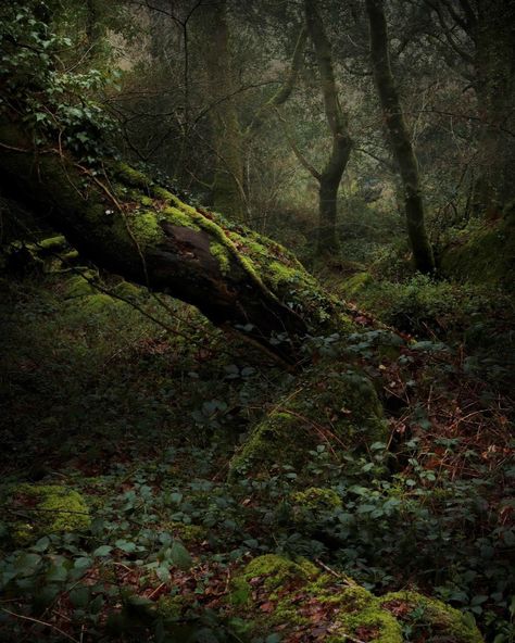 Forestcore Aesthetic, Dark Naturalism, Aquascape Design, Woodland Cottage, Tree Textures, Forest Scenery, Green Pictures, Fairytale Photography, Forest Path