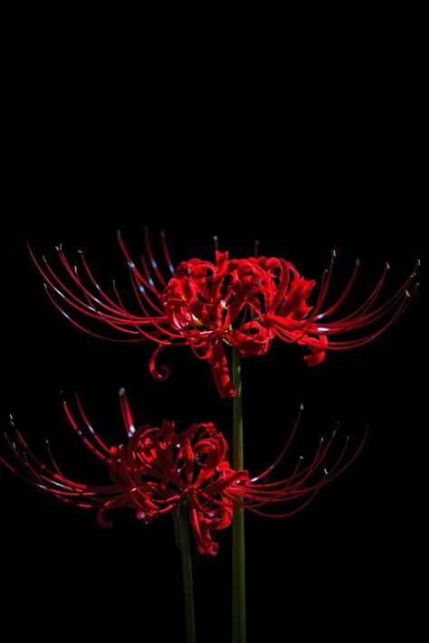 Higanbana Flowers, Tokyo Ghoul Flower, Lycoris Radiata, Spider Lilies, Lily Wallpaper, Red Spider Lily, Spider Lily, Dark Red Wallpaper, Phone Wallpaper Boho