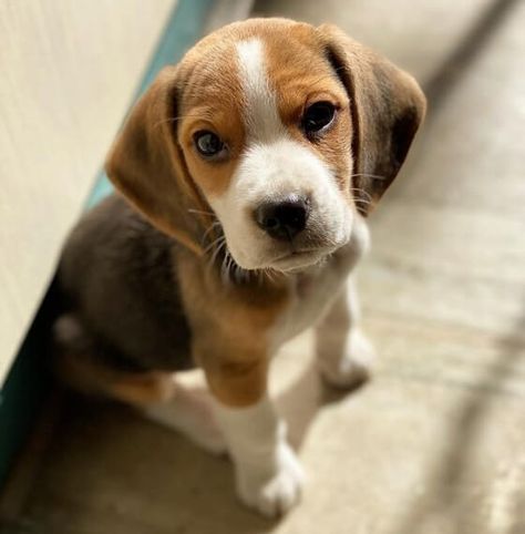 92 Male Beagle Names - The Dogman Beagle Names, Lemon Beagle, Beagle Puppy, Cute Names, Boy Dog, Beagle Dog, Doesn't Matter, Novel Writing, Cool Names