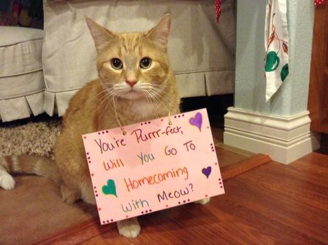 Now this is how to ask your girl to homecoming  . . . . Cat Promposal Ideas, Cat Hoco Proposal, Sister Promposal, Cat Promposal, Dance Asks, Girlfriend Proposal, Dance Proposals, Cute Homecoming Proposals, Asking To Prom