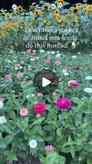 Melinda Edwards on Instagram: "If you love zinnias but maybe not all the bright colors that come in a mix…looking at you yellow zinnias! Do this instead…buy individual seed packets in colors you do love and even different types. For instance, the zinnia colors and varieties shown here in my garden are:  🌸Benary Giant White, Wine, and Salmon 🌸Oklahoma White, Ivory and Salmon 🌸Queen Lime Red   I just opened the packets, dumped them in a tray, mixed them all together and direct sowed them in the ground after our last frost date. The result was absolutely beautiful and I only have the colors in my zinnia patch that I love! No more random yellows and no more planting in color blocks😉! I will forever plant my zinnias this way in the future. Will you give it a try with your favorite colors? Zinnia Landscaping, Zinnia Garden Landscapes, Zinnia Garden, Zinnia Flowers, Cut Flower Garden, Seed Packets, Patch Design, Variety Show, Do Love