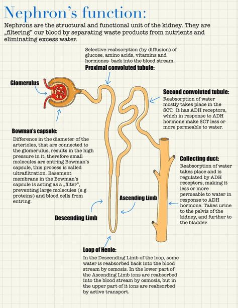 Function Of Kidney, Kidney Notes Biology, Biology Notes Igcse, Biology Notes Class 10, Neet Biology Notes, Kidney Notes, Nephron Anatomy, Nephron Diagram, Kidney Nephron