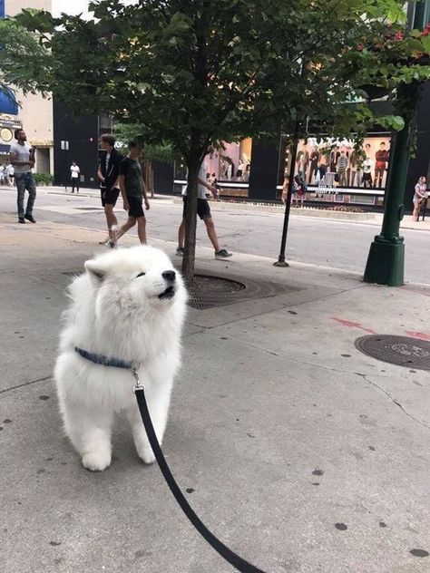 Samoyed Puppy, Samoyed Dogs, Airedale Terrier, Cute Creatures, Baby Dogs, Cute Little Animals, Shiba Inu, 귀여운 동물, Animals Friends