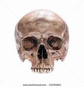 skull lateral view with out mandible - - Yahoo Image Search Results Skull Model, Jaw Bone, Skull And Bones, Image Search, Photo Image, White Background, Bones, Photo Editing, Royalty Free Stock Photos