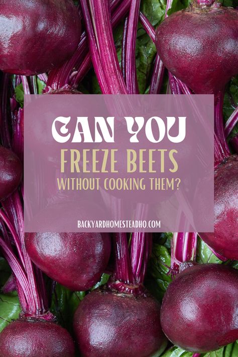 Recipes Using Fresh Beets, Frozen Beets Recipe, Freezing Beets How To, Freezing Beets, Canned Beets, Cooking Beets In Oven, Gritty Texture, Beet Juice Recipe, Backyard Homestead