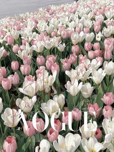 Posters For Room Coquette, Cute Pics For Your Wall, Pink And White Aesthetic Pictures, Pink Vogue Poster, Pink Scrapbook Background, Pink Bedroom Posters, Pink Flower Poster, Coquette Posters For Room Pink, Pastel Pink Pictures