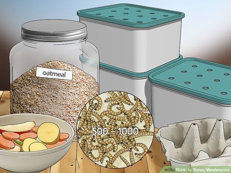 How to Raise Mealworms: 15 Steps (with Pictures) - wikiHow Meal Worms Raising, Mealworm Farm, Lizard Food, Bearded Dragon Diet, Meal Worms, Raising Chicks, Portable Chicken Coop, Chicken Pen, Worm Farm