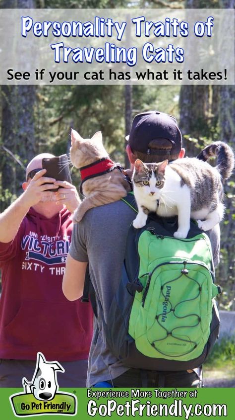 You can deepen your relationship with your cat by taking a trip. But is your cat suited to traveL? Learn the personality traits that traveling cats share! #adventurecat Traveling Together, Adventure Cat, Pet Stroller, Cat Care Tips, Cat Travel, Cat Help, Cat Scratching Post, Cat Training, Personality Traits