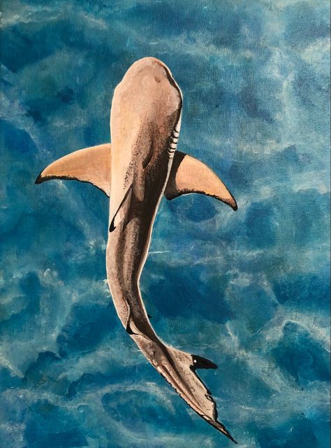 Acrylic painting 30x40cm Painting Ideas Marine Life, Marine Life Painting Acrylic Easy, Easy Shark Painting On Canvas, Tiger Shark Painting, Watercolor Shark Paintings, Shark Painting Acrylic Easy, Sting Ray Painting Acrylic, Stingray Painting Acrylic, Cute Shark Painting