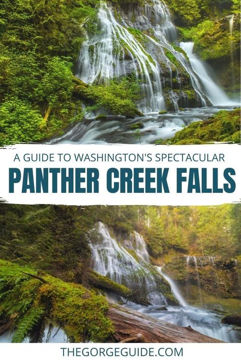 Views of a 130-foot tall waterfall rewards those who make the quick trip to Panther Creek Falls, making it one of the most impressive waterfalls in Washington. Washington state | USA travel | Washington state travel Tumwater Washington, Washington Waterfalls, Gifford Pinchot National Forest, Washington State Travel, Trout Lake, Washington Travel, Waterfall Hikes, Columbia River Gorge, California National Parks