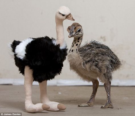 Baby ostrich abandoned by parents has a stuffed surrogate to keep him company Funny Ostrich, Ostrich Photography, Ostrich Stuffed Animal, Ostrich Farm, Ostrich Egg, Baby Ostrich, Big Bird, Creature Feature, Warrior Cats