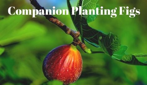 Companion Planting Figs - Growing Guides Planting Raised Garden Beds, Edible Forest, Ecology Projects, Insect Activities, Gardening Guide, Woodland Plants, Attracting Beneficial Insects, Fall Garden Vegetables, Garden Plans