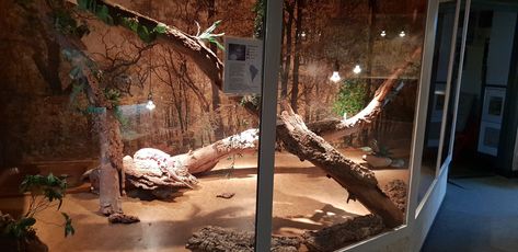 Caiman Lizard Enclosure, Tegu Lizard Enclosure, Tegu Enclosure, Red Tegu, Lizard Enclosure, Caiman Lizard, Tegu Lizard, Animal Furniture, Pet Lizards