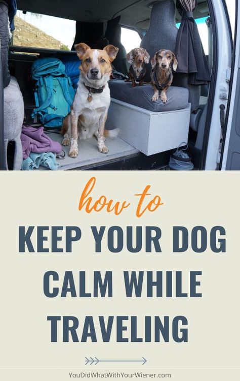 Traveling With Puppy Road Trips, Puppy Road Trip Essentials, Road Trip With Dogs Ideas, Dog Airplane Travel, Traveling With Your Dog, Traveling With Dogs Road Trips, Travel With Pets, Road Trip With Dog Tips, Road Trip Essentials With Dogs