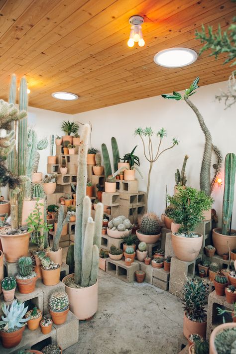 Inside Cactus Store in Echo Park, Los Angeles — California — Haarkon | Adventures and Studio Cactus Display, Kaktus Dan Sukulen, Indoor Cactus, Cactus Y Suculentas, Cactus Garden, Echo Park, Garden Shop, Cactus Flower, Cactus And Succulents