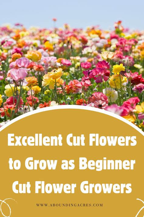 Growing a cut flower garden is a rewarding endeavor. Learn more about which cut flowers are great options for beginner growers. Planting Cut Flower Garden, Growing A Cut Flower Garden, Cut Garden Ideas, How To Plant Flowers For Beginners, Gardening For Beginners Flower, Easiest Cut Flowers To Grow, Cut And Come Again Flowers, Small Cut Flower Garden Layout, Small Cut Flower Garden