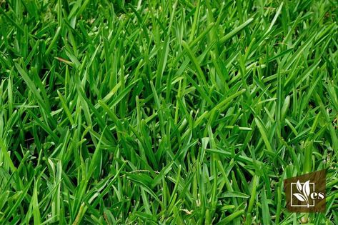 Creeping Red Fescue Pros and Cons: What You Need To Know - Evergreen Seeds Creeping Red Fescue Lawn, Orchid Diseases, Fescue Grass Seed, Tall Fescue Grass, Fescue Lawn, Fescue Grass, Tall Fescue, Lawn Pests, Sandy Soil