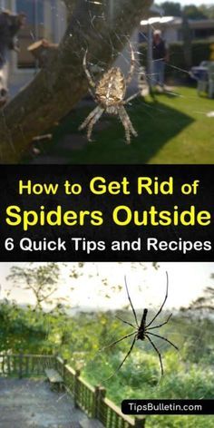 Spider Deterrent How To Get Rid, Diy Spider Spray For House, Spider Spray For Outside, Get Rid Of Spiders In Yard, Outdoor Spider Repellent, Spray For Spiders Outside, Spider Deterrent Essential Oils, Essential Oils To Repel Spiders, Spider Spray Diy How To Get Rid