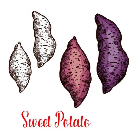 Sweet potato, yam, batata sketch of root vegetable Potato Drawing, Botanical Drawing, Root Vegetable, Root Vegetables, Vector Pattern, Agriculture, Sweet Potato, Potato, Sketch