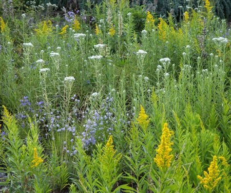 Northwest Native Pollinator Plants for Late Summer to Fall | Real Gardens Grow Natives