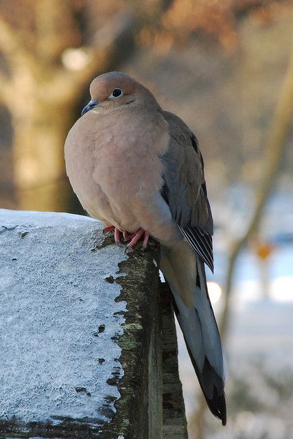 Nothing better to be gardening with the voice of a morning dove in the back ground. I'm so ready to start planting. Morning Dove, Dove Pigeon, Birds And The Bees, Kinds Of Birds, Bird Watcher, Backyard Birds, All Birds, Pretty Birds, Swans