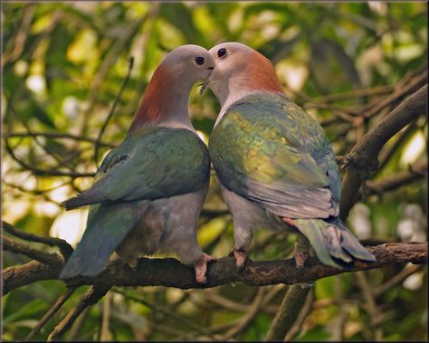 Green imperial pigeons in love | The green imperial pigeon (… | Flickr Pigeons In Love, Pigeon Breeds, Pigeon, Sri Lanka, My Images, In Love, Indonesia, Birds, Green