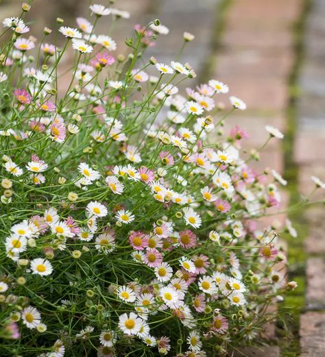 Buy Erigeron Karvinskianus | Mexican Fleabane | Australian Daisy | Sarah Raven  - Already Purchased Sarah Raven, Rose Seeds, Plants For Hanging Baskets, Cottage Garden Plants, Ground Cover Plants, Flowers Perennials, Garden Cottage, Back Garden, Window Box