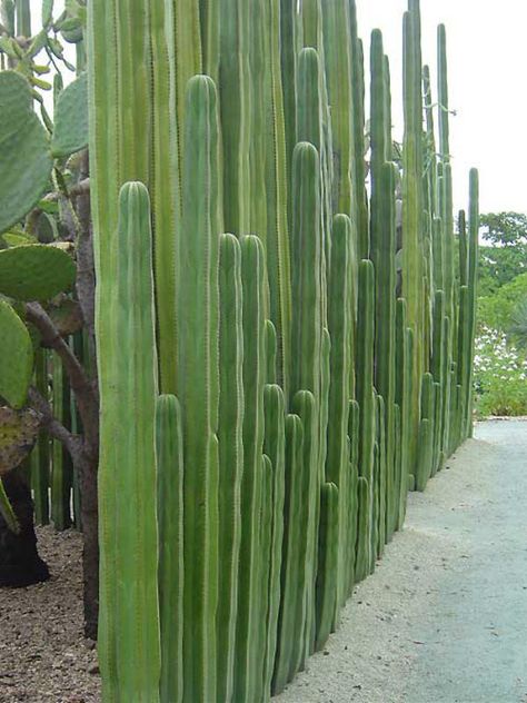 Pachycereus marginatus – Mexican Fence Post Cactus, Organ Pipe Cactus - See more at: http://worldofsucculents.com/pachycereus-marginatus-mexican-fence-post-cactus-organ-pipe-cactus/ Portugal House, Organ Pipe Cactus, San Pedro Cacti, Fence Plants, Privacy Fence Designs, Living Fence, Home Yard, Desert Garden, For Home