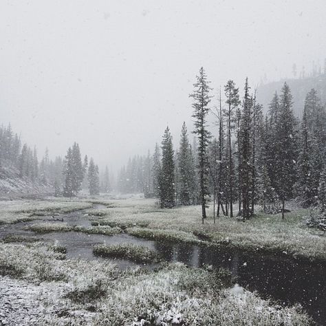 Kevin Russ - Yellowstone receives some May snow Snow Is Falling, Snow Falling, Snowy Forest, Winter Scenery, Forest River, Winter Aesthetic, Nature Aesthetic, Pretty Places, Winter Landscape