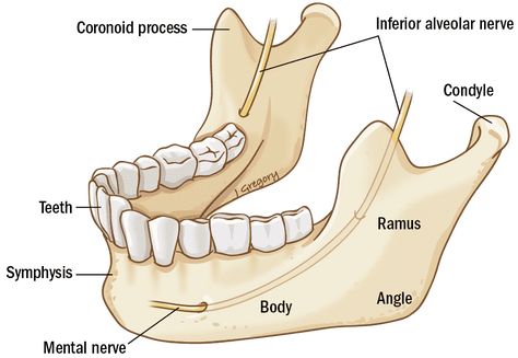 Face Muscles Anatomy, Facial Bones, Background Knowledge, Muscle Anatomy, Jaw Bone, Illustration Ideas, Types Of Cancers, Medical Science, Anatomy And Physiology