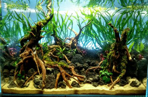 Freshly planted low tech 15 g for my grandpa! : PlantedTank Aquarium Inspiration, South American Cichlids, Cichlid Fish, Fish Tank Terrarium, Diy Fish Tank, Question To Ask, Planted Tank, Nature Aquarium, Aquascape Aquarium