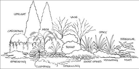 Basic Principles of Landscape Design -- Figure 7. Shrub and ... Shrub Design, Texture Plant, Landscape Shrubs, Landscape Design Drawings, Figure Design, Garden Design Plans, Landscape Design Plans, Landscape Plan, Principles Of Design