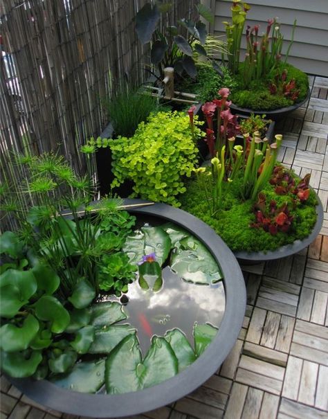 Leuk de voorste!!!! Tanaman Air, Kolam Koi, Container Water Gardens, Patio Pond, Taman Air, Indoor Water Garden, Secret Gardens, Water Features In The Garden, Ponds Backyard